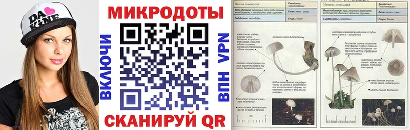 сколько стоит  Каменка  Псилоцибиновые грибы Cubensis 
